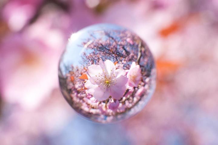 goccia di acqua riflesso fiore rosa di ciliegio